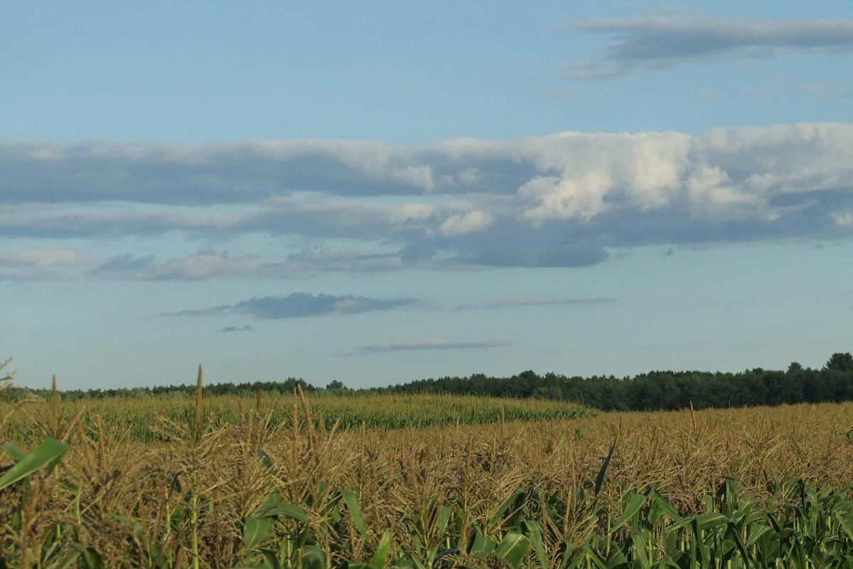 Boscawen landscape corn