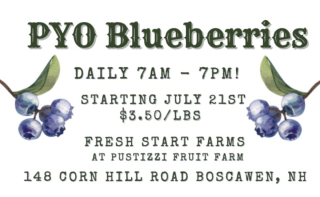 PYO Blueberries!